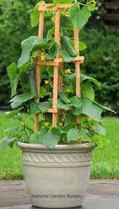 container gardening with vegetables