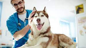 tumor removal for dogs cost