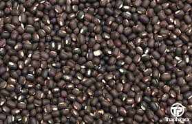 black matpe beans vigna mungo