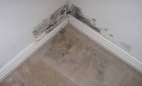 servicemaster clean mold in carpet