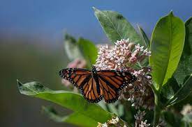 milkweed and monarchs u s national