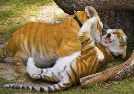 A golden tiger, golden tabby tiger or strawberry tiger is one with an extremely rare colour variation caused by a recessive gene that is currently only found in captive tigers. Tiger Cubs Imgur
