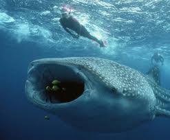 Jadi walau tinggal di lautan dan mempunyai ukuran yang besar paus biru tidak dinyatakan sebagai ikan terbesar. Hiu Paus Salmanisrina