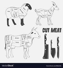 British Cuts Of Lamb Veal Beef Goat Or Animal Vector Image