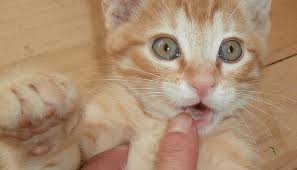 Helpful Tips For When Your Kitten Is Teething