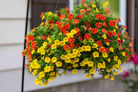 Put them in a sunny spot and just make sure the soil kept is organically rich, moist. 10 Best Flowers For Hanging Baskets