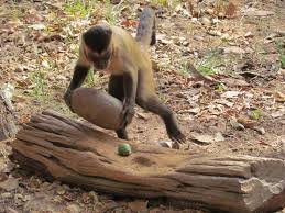 monkeys provide clues to how tool use