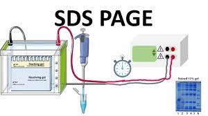 sds page how does it works you