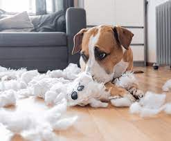 stop dog chewing furniture home remes