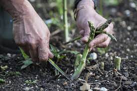 growing guide for asparagus plant care
