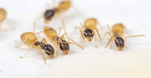 how to get rid of ghost ants little