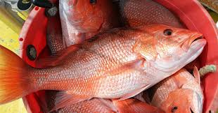 Red Snapper Length Weight Chart Frozen Red Snapper Red