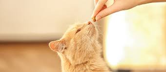 While they are definitely stressful, urinary tract complications are not unusual. The Best Cat Food For Urinary Tract Health Review In 2021