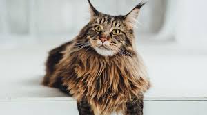 maine cat breed health and care