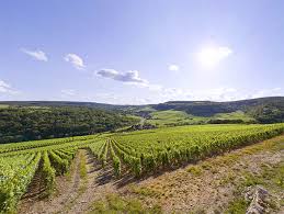Saint Aubin - Bourgogne wines