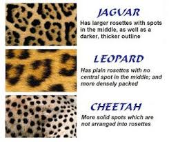 Jaguar Vs Leopard Vs Cheetah Animal Print Chart People