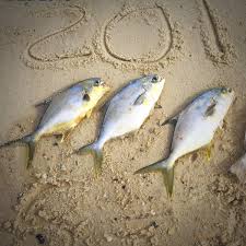 fish you can catch in pensacola from