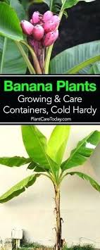 Banana Plant Fertilizer Abus Com Co
