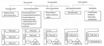 Phospholipids And Related Complex Lipids