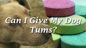 can i give my dog tums pet consider