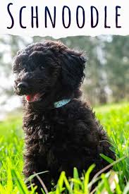 Prices food information shipping information puppy application contract & guarantee about us. Schnoodle Dog A Complete Guide To The Schnauzer Poodle Mix Breed