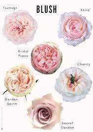 Rose Color Shades Substitutes