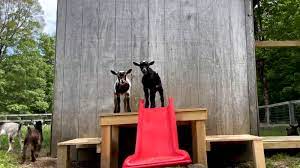 goats enjoy playhouse created for them