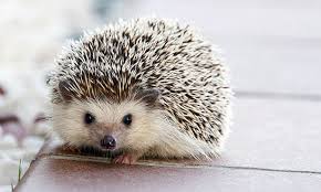 hedgehog pets cute but challenging