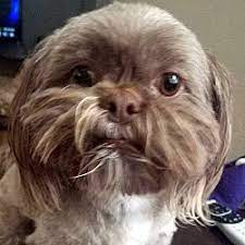 Interested in finding out more about the shih tzu? Las Vegas Nv Shih Tzu Meet Chewy A Pet For Adoption
