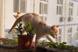 Keep Cats From Pooping In House Plants