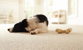 protect carpet from pets