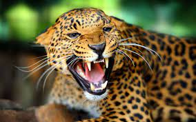 3D Animal Leopard Wallpapers - Top Free ...