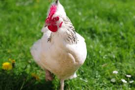 Sussex Chicken Breed Information Care Guide Egg Color And