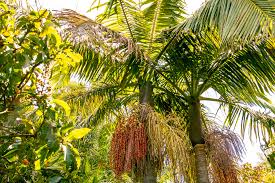 Palm Trees For Your Australian Garden