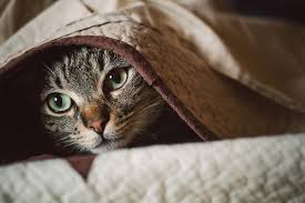 Changes in your cat's environment. Extreme Fear And Anxiety In Cats Symptoms Causes Diagnosis Treatment Recovery Management Cost