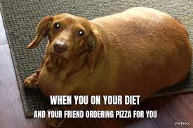 I'm chubby and i know it. Fat Dog Eating Pizza Meme Petpress
