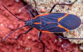 how to get rid of boxelder bugs and