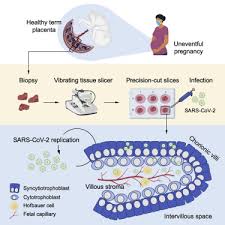 sars cov 2 can infect and propagate in