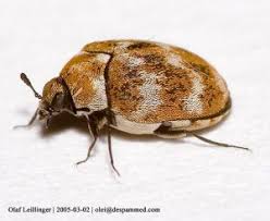 varied carpet beetles nyc pest
