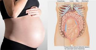 Picture of organs that sit upder left rib cage / picture of what is under your rib cage : 8 Tips To Reduce Rib Pain During Pregnancy