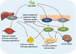 bile acid induced satiety to treat