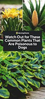 37 Common Plants That Are Poisonous To Dogs