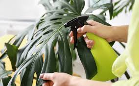 How To Get Rid Of Bugs On Indoor Plants