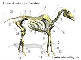 Horse Bones Diagram About Horse And Lion Photos
