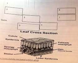 internal parts of the leaf label the