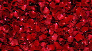 red rose wallpaper hd 07231 baltana