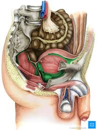 The lining of the uterus. Pelvis And Perineum Anatomy Vessels Nerves Kenhub