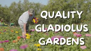 quality gladiolus gardens you