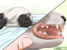 how to check cats for fleas 13 steps