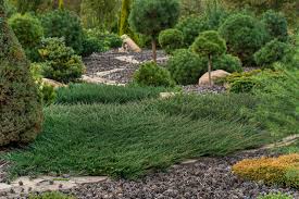 green carpet common juniper conifer